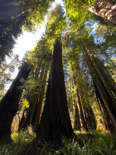 132 - Giant Redwoods at Prairie Creek, California